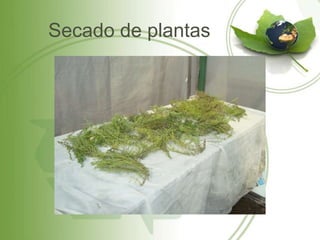 Secado de plantas
 