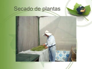 Secado de plantas
 