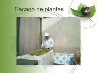 Secado de plantas
 