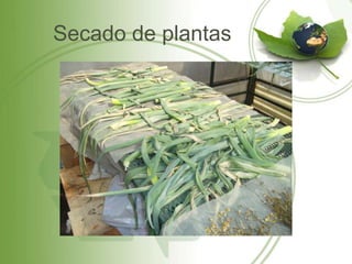Secado de plantas
 