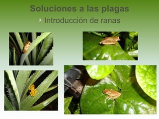 Soluciones a las plagas
   Introducción de ranas
 
