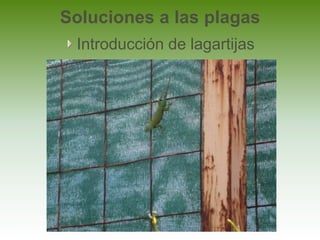 Soluciones a las plagas
 Introducción de lagartijas
 