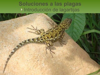 Soluciones a las plagas
 Introducción de lagartijas
 
