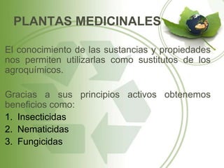 PLANTAS MEDICINALES

El conocimiento de las sustancias y propiedades
nos permiten utilizarlas como sustitutos de los
agroquímicos.

Gracias a sus principios activos obtenemos
beneficios como:
1. Insecticidas
2. Nematicidas
3. Fungicidas
 