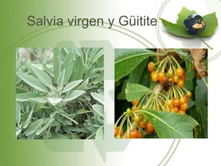 Salvia virgen y Güitite
 