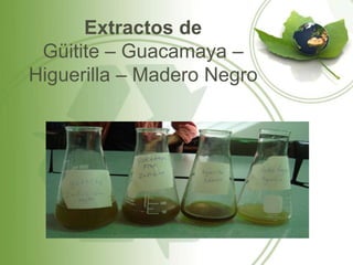 Extractos de
 Güitite – Guacamaya –
Higuerilla – Madero Negro
 
