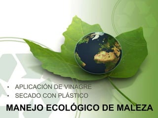 • APLICACIÓN DE VINAGRE
• SECADO CON PLÁSTICO

MANEJO ECOLÓGICO DE MALEZA
 
