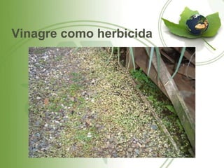 Vinagre como herbicida
 