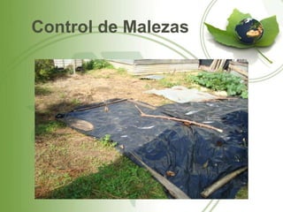 Control de Malezas
 