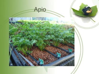 Apio
 