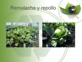 Remolacha y repollo
 