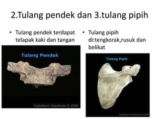 2.Tulang pendek dan 3.tulang pipih
• Tulang pendek terdapat
telapak kaki dan tangan

• Tulang pipih
di:tengkorak,rusuk dan
belikat

 