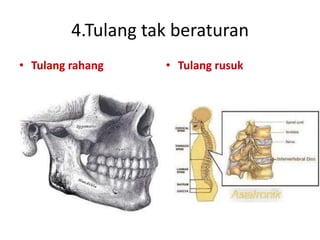 4.Tulang tak beraturan
• Tulang rahang

• Tulang rusuk

 