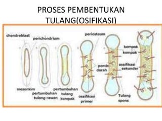 PROSES PEMBENTUKAN
TULANG(OSIFIKASI)

 