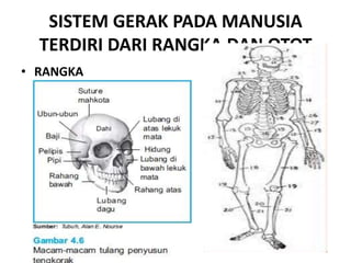 SISTEM GERAK PADA MANUSIA
TERDIRI DARI RANGKA DAN OTOT
• RANGKA

 