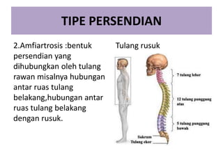 TIPE PERSENDIAN
2.Amfiartrosis :bentuk
persendian yang
dihubungkan oleh tulang
rawan misalnya hubungan
antar ruas tulang
belakang,hubungan antar
ruas tulang belakang
dengan rusuk.

Tulang rusuk

 