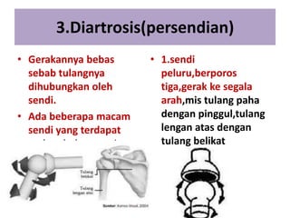 3.Diartrosis(persendian)
• Gerakannya bebas
sebab tulangnya
dihubungkan oleh
sendi.
• Ada beberapa macam
sendi yang terdapat
pada tubuh manusia

• 1.sendi
peluru,berporos
tiga,gerak ke segala
arah,mis tulang paha
dengan pinggul,tulang
lengan atas dengan
tulang belikat

 