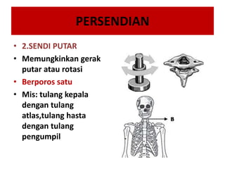 PERSENDIAN
• 2.SENDI PUTAR
• Memungkinkan gerak
putar atau rotasi
• Berporos satu
• Mis: tulang kepala
dengan tulang
atlas,tulang hasta
dengan tulang
pengumpil

 