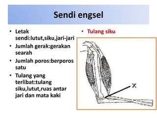 Sendi engsel
• Letak
sendi:lutut,siku,jari-jari
• Jumlah gerak:gerakan
searah
• Jumlah poros:berporos
satu
• Tulang yang
terlibat:tulang
siku,lutut,ruas antar
jari dan mata kaki

• Tulang siku

 