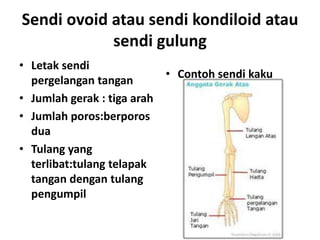 Sendi ovoid atau sendi kondiloid atau
sendi gulung
• Letak sendi
• Contoh sendi kaku
pergelangan tangan
• Jumlah gerak : tiga arah
• Jumlah poros:berporos
dua
• Tulang yang
terlibat:tulang telapak
tangan dengan tulang
pengumpil

 