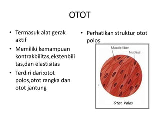 OTOT
• Termasuk alat gerak
• Perhatikan struktur otot
aktif
polos
• Memiliki kemampuan
kontrakbilitas,ekstenbili
tas,dan elastisitas
• Terdiri dari:otot
polos,otot rangka dan
otot jantung

 