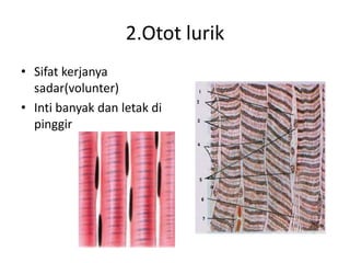 2.Otot lurik
• Sifat kerjanya
sadar(volunter)
• Inti banyak dan letak di
pinggir

 