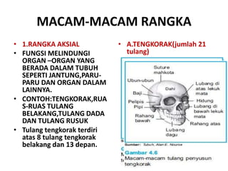 MACAM-MACAM RANGKA
• 1.RANGKA AKSIAL
• FUNGSI MELINDUNGI
ORGAN –ORGAN YANG
BERADA DALAM TUBUH
SEPERTI JANTUNG,PARUPARU DAN ORGAN DALAM
LAINNYA.
• CONTOH:TENGKORAK,RUA
S-RUAS TULANG
BELAKANG,TULANG DADA
DAN TULANG RUSUK
• Tulang tengkorak terdiri
atas 8 tulang tengkorak
belakang dan 13 depan.

• A.TENGKORAK(jumlah 21
tulang)

 