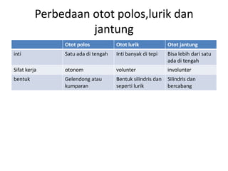 Perbedaan otot polos,lurik dan
jantung
Otot polos

Otot lurik

Otot jantung

inti

Satu ada di tengah

Inti banyak di tepi

Bisa lebih dari satu
ada di tengah

Sifat kerja

otonom

volunter

involunter

bentuk

Gelendong atau
kumparan

Bentuk silindris dan
seperti lurik

Silindris dan
bercabang

 