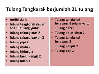 Tulang Tengkorak berjumlah 21 tulang
• Terdiri dari:
• Tulang tengkorak depan
ada 13 tulang yaitu:
• Tulang rahang atas 2
• Tulang rahang bawah 2
• Tulang pipi 2
• Tulang mata 2
• Tulang hidung 2
• Tulang langit-langit 2
• Tulang lidah 1

• Tulang tengkorak
belakang 8 tulang yaitu:
• Tulang dahi 1
• Tulang ubun-ubun 2
• Tulang tengkorak
belakang 1
• Tulang pelipis 2
• Tulang baji 2

 