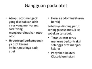 Gangguan pada otot
• Atropi: otot mengecil
yang disebabkan oleh
virus yang menyerang
saraf yang
mengkoordinasikan otototot
• Hypertropi:berkembangn
ya otot karena
latihan,misalnya pada
atlet

• Hernia abdominal(turun
berok)
Sobeknya dinding perut
sehingga usus masuk ke
sobekan tersebut.
• Tetanus:otot terus
menerus berkontraksi
sehingga otot menjadi
kejang
• Penyebap:bakteri
Clostridium tetani

 