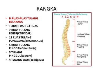 RANGKA
• B.RUAS-RUAS TULANG
BELAKANG
• TERDIRI DARI 33 RUAS
• 7 RUAS TULANG
LEHER(CERVICAL)
• 12 RUAS TULANG
PUNGGUNG(THORAXALIS)
• 5 RUAS TULANG
PINGGANG(lumbalis)
• 5 TULANG
PINGGUL(sacrum)
• 4 TULANG EKOR(cocsigeus)

 