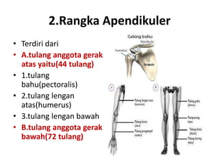 2.Rangka Apendikuler
• Terdiri dari
• A.tulang anggota gerak
atas yaitu(44 tulang)
• 1.tulang
bahu(pectoralis)
• 2.tulang lengan
atas(humerus)
• 3.tulang lengan bawah
• B.tulang anggota gerak
bawah(72 tulang)

 
