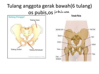 Tulang anggota gerak bawah(6 tulang)
os pubis,os ichium,

 