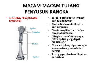 MACAM-MACAM TULANG
PENYUSUN RANGKA
• 1.TULANG PIPA(TULANG
PANJANG)

• TERDIRI atas epifise terbuat
dari tulang rawan
• Diafise berbentuk silindris
dan berongga
• Diantara epifise dan diafise
terdapat metafise
• Dibagian metafise terdapat
cakra epifise yang dapat
memanjang
• Di dalam tulang pipa terdapat
sumsum tulang merah dan
kuning
• Tulang pipa diselimuti lapisan
periostum

 