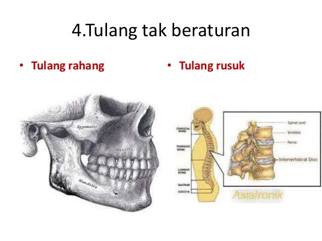 Pp sistem gerak pada manusia