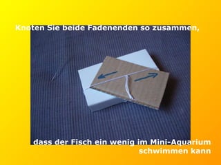 Knoten Sie beide Fadenenden so zusammen,   dass der Fisch ein wenig im Mini-Aquarium schwimmen kann 