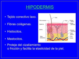 HIPODERMIS

• Tejido conectivo laxo.

• Fibras colágenas.

• Histiocitos.

• Mastocitos.
• Proteje del cizallamiento
  o fricción y facilita la elasticidad de la piel.
 