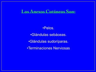 •Pelos.
 •Glándulas sebáceas.
•Glándulas sudoríparas.
•Terminaciones Nerviosas
 