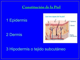 1 Epidermis


2 Dermis


3 Hipodermis o tejido subcutáneo
 