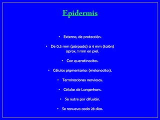 • Externa, de protección.

• De 0.5 mm (párpado) a 4 mm (talón)
          aprox. 1 mm en piel.

        • Con queratinocitos.

 • Células pigmentarias (melanocitos).

      • Terminaciones nerviosas.

       • Células de Langerhans.

       • Se nutre por difusián.

      • Se renueva cada 28 dias.
 
