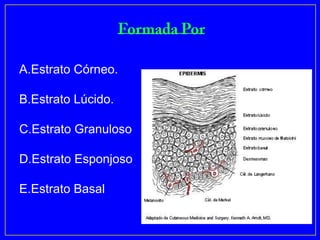 A.Estrato Córneo.

B.Estrato Lúcido.

C.Estrato Granuloso

D.Estrato Esponjoso

E.Estrato Basal
 