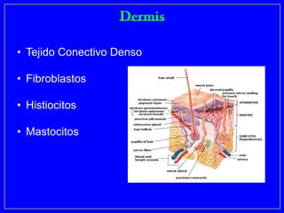 • Tejido Conectivo Denso

• Fibroblastos

• Histiocitos

• Mastocitos
 