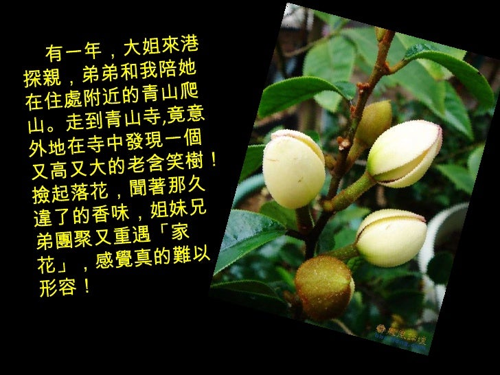 花語花香ppsx 花語花香ppsx
