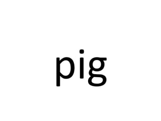 pig 