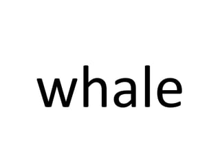 whale 