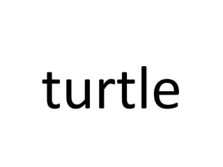 turtle 