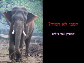 דמבו לא חמוד ? קמפיין נגד פילים 