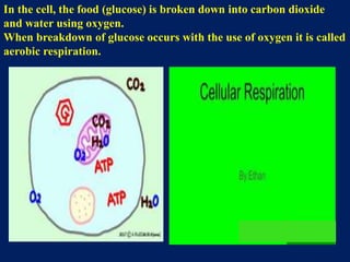 In the cell, the food (glucose) is broken down into carbon dioxide
and water using oxygen.
When breakdown of glucose occurs with the use of oxygen it is called
aerobic respiration.
 