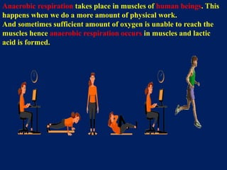 Anaerobic respiration takes place in muscles of human beings. This
happens when we do a more amount of physical work.
And sometimes sufficient amount of oxygen is unable to reach the
muscles hence anaerobic respiration occurs in muscles and lactic
acid is formed.
 