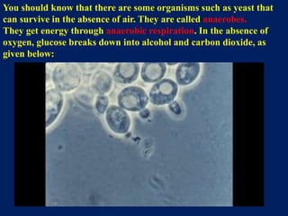You should know that there are some organisms such as yeast that
can survive in the absence of air. They are called anaerobes.
They get energy through anaerobic respiration. In the absence of
oxygen, glucose breaks down into alcohol and carbon dioxide, as
given below:
 